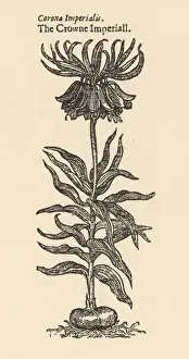 Fritillaria Imperialis