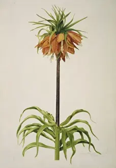 Fritillaria imperialis, crown imperial