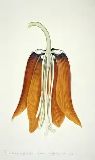 Vibrant Prints: Fritillaria imperialis, crown imperial lily
