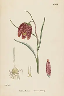 Fritillaria Meleagris
