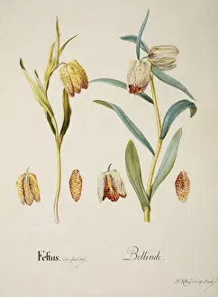 Fritillary Prints: Fritillaria sp. fritillary