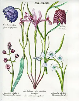Fritillary