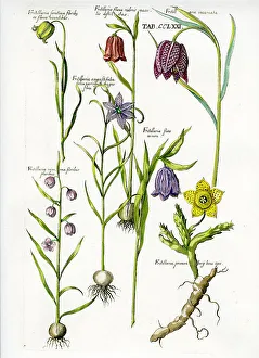 Fritillary