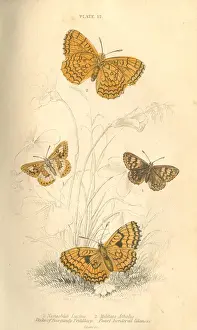 Fritillary Butterflies