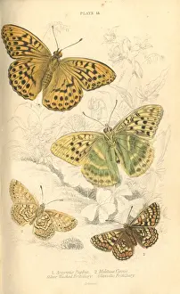 Fritillary Butterflies