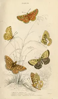 Fritillary Butterflies