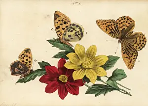 Musee Prints: Fritillary butterflies