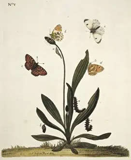 Hexapoda Prints: Fritillary butterflies