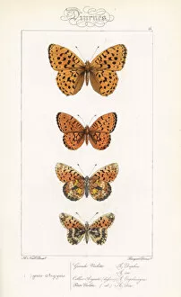 Alexis Collection: Fritillary butterfly varieties