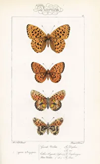 Alexis Collection: Fritillary butterfly varieties