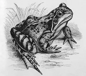 FROG / 1857 (BUCKLAND)
