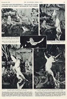 Pursuit Prints: The Frog and the Butterfly. The leap of a frog in pursuit of an insect