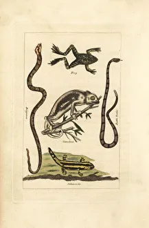 Frog, chameleon, salamander and snakes