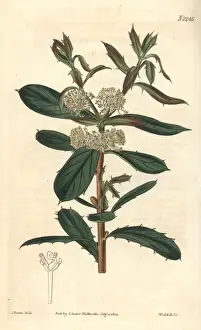 Nitida Prints: Frog hakea, Hakea nitida