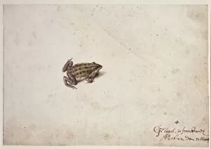 Lissamphibia Gallery: Frog illustration