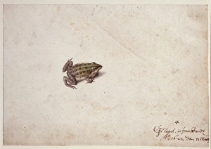 Anura Gallery: Frog illustration