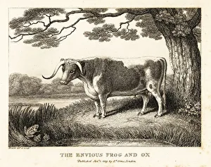Gay And Phaedrus Prints: A frog inflates itself to become a big as a cow