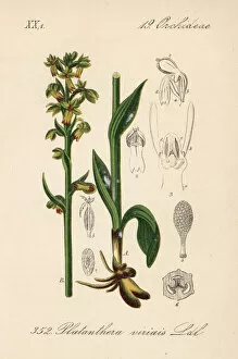 Viridis Collection: Frog orchid, Dactylorhiza viridis