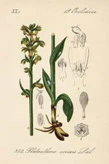 Orchid Prints: Frog orchid, Dactylorhiza viridis