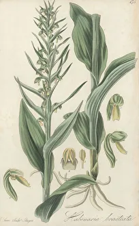 Virescens Prints: Frog orchid or long-bracted orchis, Dactylorhiza viridis var. vi