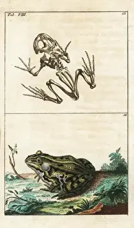 Encyclopediaofnaturalhistory Amphibia Prints: Frog skeleton and edible frog, Pelophylax kl esculentus