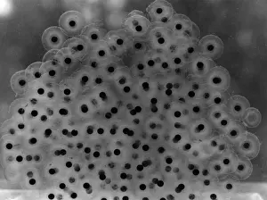 Spawn Prints: FROG SPAWN