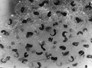 Images Dated 29th March 2011: Frog Spawn / Tadpoles