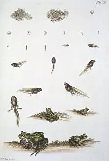 Frog-spawn, tadpoles and adult