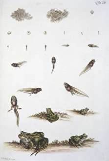 Anura Gallery: Frog-spawn, tadpoles and adult