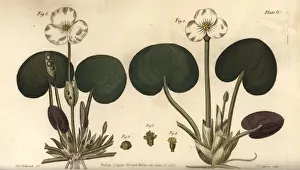 Frogbit, Hydrocharis morsus-ranae