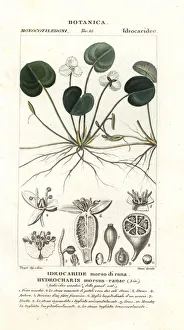 Frogbit, Hydrocharis morsus-ranae