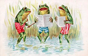 Images Dated 2nd November 2015: Three frogs learning how to swim on a greetings postcard