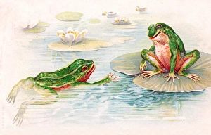 Anthropomorphism Collection: Two frogs in lily pond on a postcard