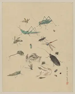 Frogs, snails, and insects, including grasshoppers, beetles
