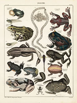 Frogs, toads and tadpoles