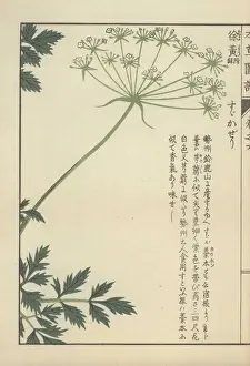 Frond Prints: Fronds of leaves and a floret of small white