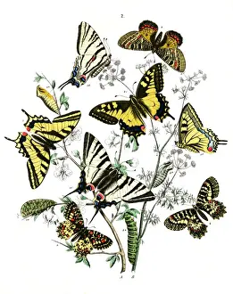 Prunus Prints: Frontispiece, Papilionidae