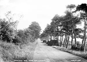 Lined Prints: Frosses Bog near Ballymena