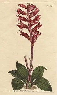 Frosted Prints: Frosted-flowered neottia, a native of Jamaica