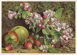 Strawberries Prints: Fruit / Apples Straws 1861