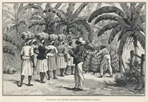 Fruit / Bananas