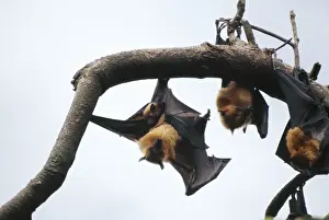 Bats Prints: Fruit Bats / Common Flying / Large Flying Fox