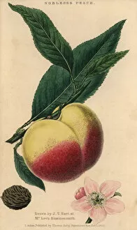 Fruit, blossom, leaves and seed of the Noblesse