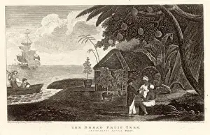 Fruit / Breadfruit 1789