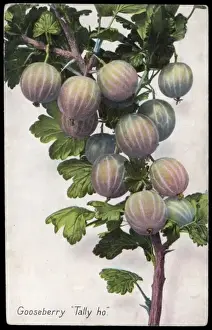 Fruit / Gooseberry