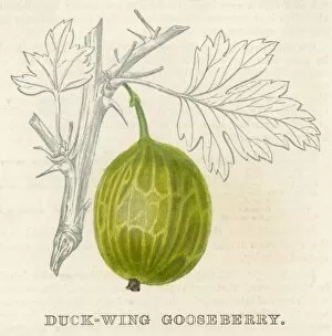 Fruit / Gooseberry
