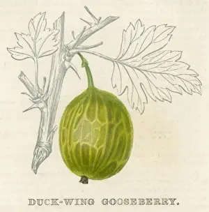 Gooseberry Prints: Fruit / Gooseberry