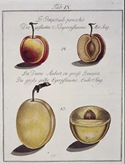 Pomona Franconica Prints: Fruit Illustration