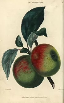 Domestica Collection: Fruit and leaves of the Courtpendu apple, Malus domestica