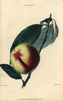 Mcintosh Prints: Fruit and leaves of the Elruge nectarine, Prunus persica